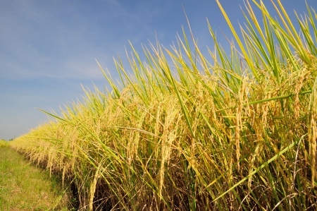 rice is the staple food of the Thai people and when the rice is yellow before harvests are beautiful の写真素材
