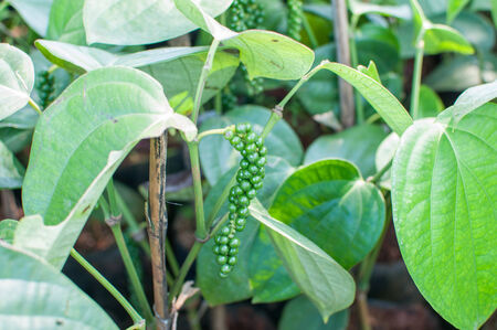 Green Pepper on tree in the gardenの写真素材
