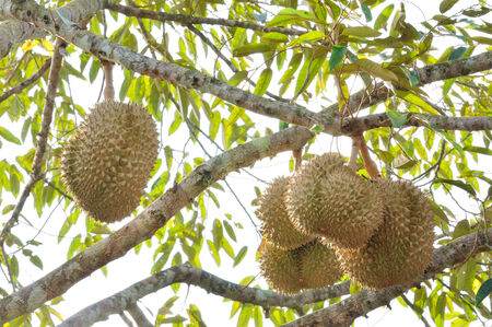 Fresh durian on tree in the orchard