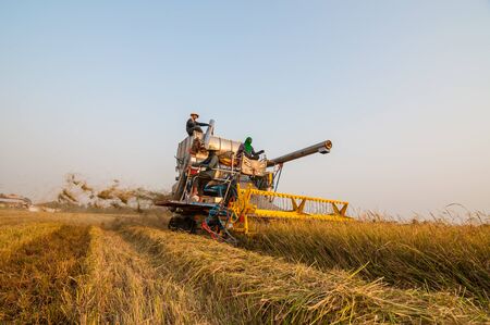 BANGKOK, THAILAND - MARCH 1 : Unidentified farmer harvesting rice in paddy field with harvest car on March 1, 2014 in Nong Chok, Bangkok, Thailand.のeditorial素材