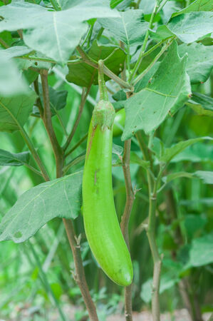 fresh green eggplant on tree in the gardenの写真素材