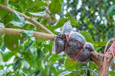 closeup of graft on lime tree branch, agricultural techniqueの写真素材