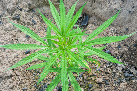 fresh green leaf cannabis indica plant (marijuana)の写真素材