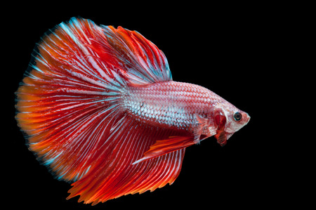 close-up of red siamese fighting fish (betta splendens) isolated on black backgroundの写真素材