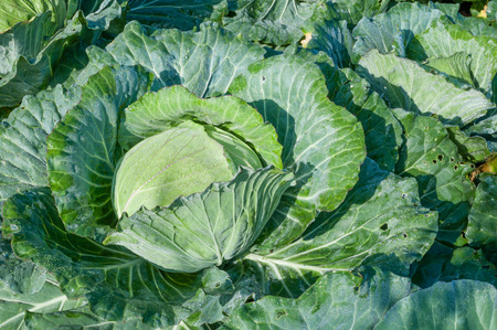 close-up of fresh green cabbage in the vegetable gardenの写真素材
