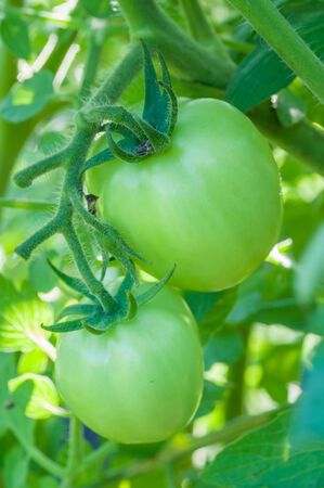 fresh green tomatoes on tree in the vegetable gardenの写真素材