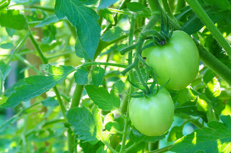fresh green tomatoes on tree in the vegetable gardenの写真素材