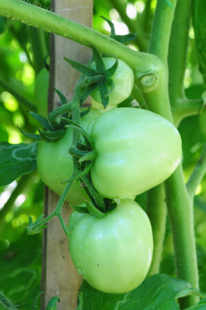 fresh green tomatoes on tree in the vegetable gardenの写真素材