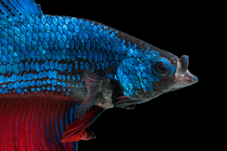 close-up of blue siamese fighting fish (betta splendens) with open mouth isolated on black backgroundの写真素材