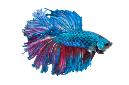 close-up of blue siamese fighting fish (betta splendens) isolated on white backgroundの写真素材