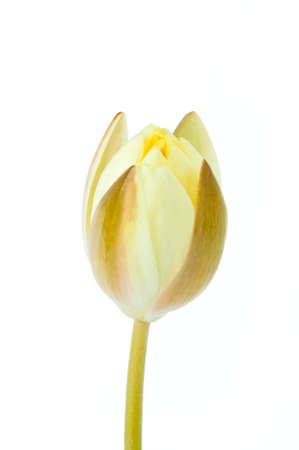 beautiful white lotus bud flower isolated on white background (water lily)の写真素材