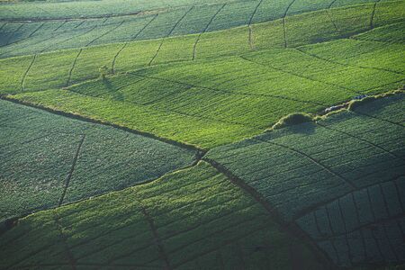 green cabbage plantation on mountain, nature background