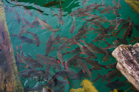 top view group of fish swimming in the clear waterの写真素材