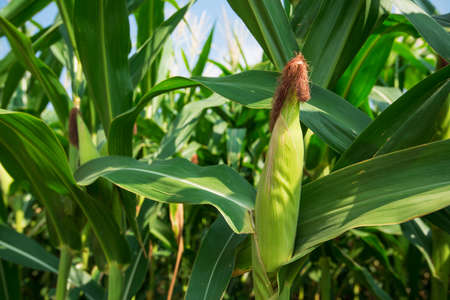 Close-up of fresh green corn on tree in organic farmの写真素材