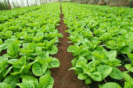 Fresh green romaine or cos lettuce growing in vegetable gardenの写真素材
