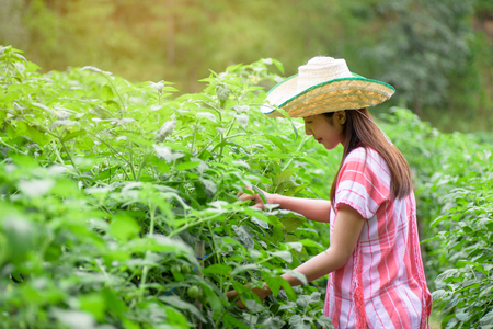 Young Asian woman working in tomatoes field, vegetable gardenの写真素材