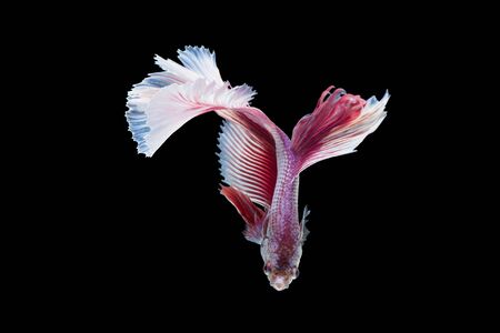 Close-up of siamese fighting fish (betta splendens) isolated on black backgroundの写真素材