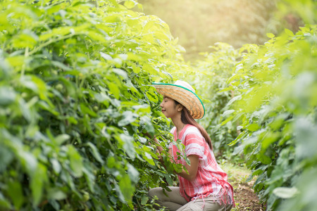 Young Asian woman working in tomatoes field, vegetable gardenの写真素材