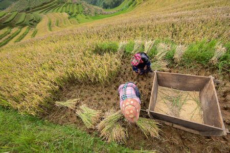 YEN BAI, VIETNAM - September 14, 2016: H'Mong women are harvesting by traditional method on terraced rice field in Mu Cang Chai district, Yen Bai province, Vietnamのeditorial素材