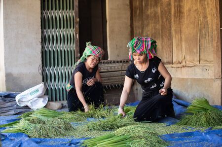 YEN BAI, VIETNAM - September 15, 2016: Farmers are threshing grain by traditional method in Tu Le, Van Chan district, Yen Bai province, Vietnamのeditorial素材