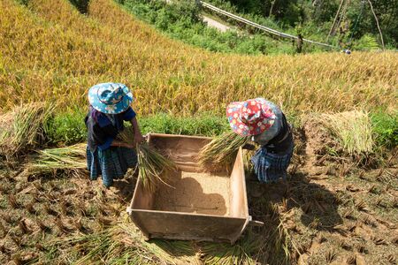 YEN BAI, VIETNAM - September 13, 2016: Farmers are threshing grain by traditional method on terraced rice field in Mu Cang Chai district, Yen Bai province, Vietnamのeditorial素材