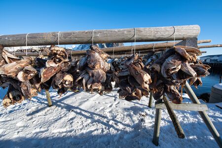 Traditional drying cod fish heads on wooden racks in winter season, Reine fishing village, Lofoten...