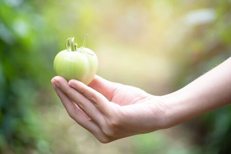 Farmer holding fresh green tomatoes in her hand, Food, vegetables, agricultureの写真素材