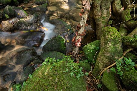 Stone covered with moss in tropical rainforest, Stream in the forest