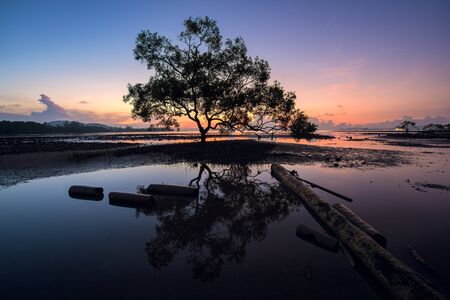 Alone mangrove tree with morning sunrise on the beautiful beachの写真素材