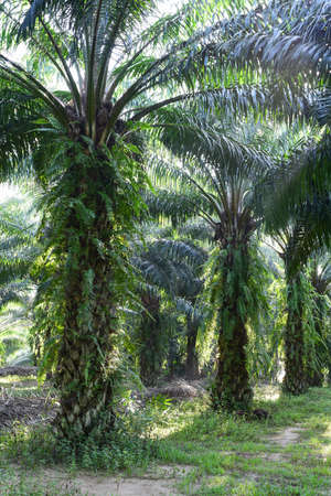 row of oil palm trees in plantation (elaeis guineensis)の写真素材