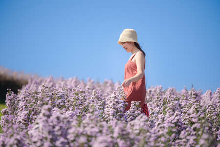 Young Asian woman traveler sightseeing on Margaret Aster flowers field in garden at Khao Kho,...