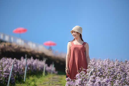 Young Asian woman traveler sightseeing on Margaret Aster flowers field in garden at Khao Kho, Thailand, relaxing on vacation conceptの写真素材