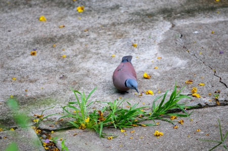 turtledoveの写真素材