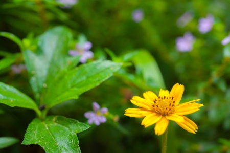 little purple flower with daisy