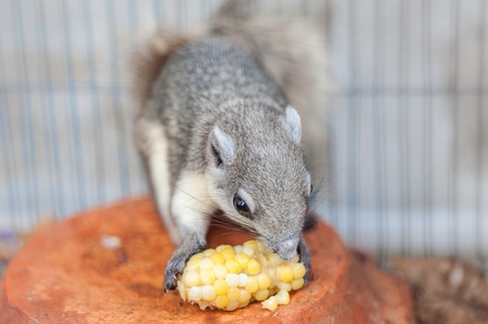 chipmunk eat cornの写真素材