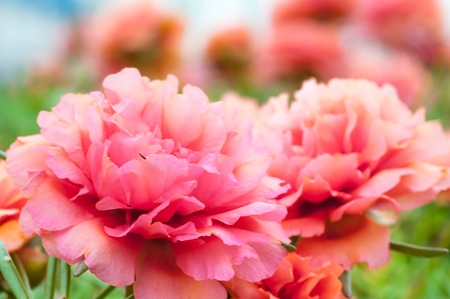 Beautiful red flower on garden
