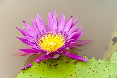 Purple lotus flowerの写真素材