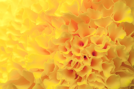Yellow flower extreme close-upの写真素材
