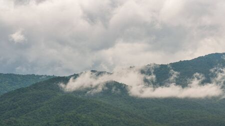 An early morning view of the temperate rain forestの写真素材
