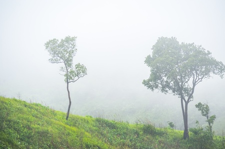 An early morning view of the temperate rain forest thailandの写真素材
