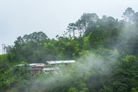 An early morning view of the temperate rain forest thailandの写真素材
