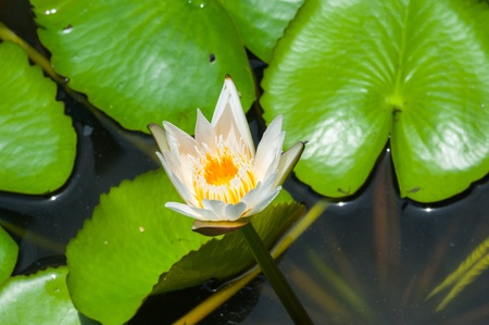 a shot of a beautiful waterlilly on a lakeの写真素材