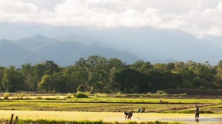 Thai farmer rice seeding on rice fields, thailandの写真素材