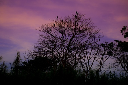 Beautiful twilight silhouette landscape, treeの写真素材