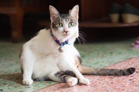 Cuties siamese cat at homeの写真素材