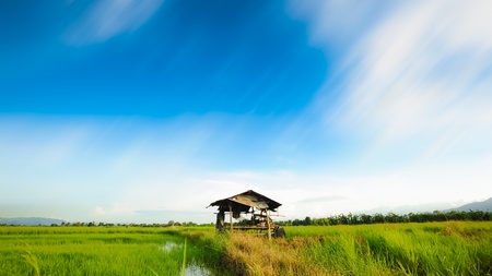 Amazing bule sky with little hut at rice paddy fields.Thailand
