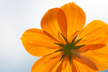 copy space vivid yellow flowerの写真素材