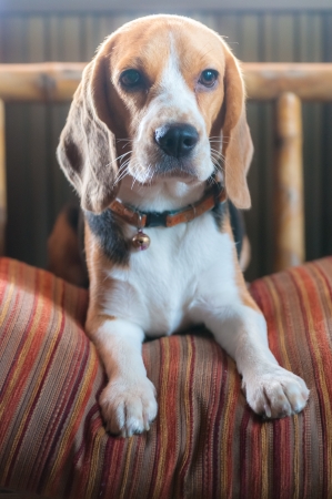 Baby beagle on orange pillow sofaの写真素材