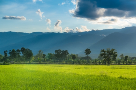sun brust on rice fieldの写真素材