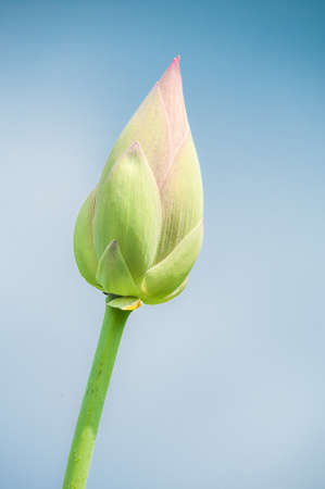 Beautiful water lilyの写真素材